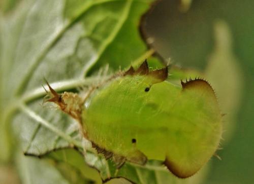 Réf. 336 812 : Cassida viridis